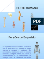 O Esqueleto Humano