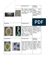 Atlas Micología