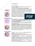 Clasificación de Los Músculos