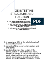 Large Intestine - Structure and Function