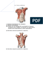 Músculos Del Tronco