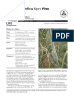 Iris Yellow Spot Virus