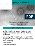 Bacteriophage Lambda (L) : Transcriptional Switches Can Regulate Cellular Decisions