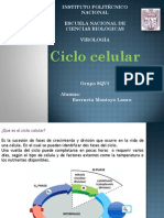 Presentacion. Ciclo Celular