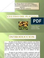 Cultivo de Platano