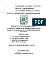 Informe de Fitopatologia Aplicada Del Cultivo de Aji Escabeche