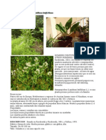 ROMPEPIEDRAS-Lepidium Latifolium PDF