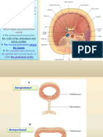 General Arrangement of The Abdominal Viscera