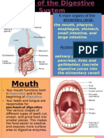 Organs of The Digestive System