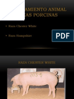 Mejoramiento Animal Razas Porcinas Chester White y Hampshire