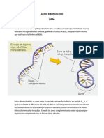 Ácido Ribonucleico (ARN) .: Estructura