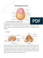 Osteologia Da Cabeça