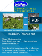 Morera y Sericultura