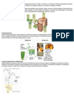 Histología y Organografía