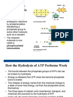 The Structure and Hydrolysis of ATP