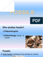 Fossils