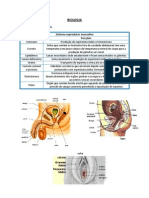 Resumos de Biologia U1-1.3 Aluna Sara Ventura