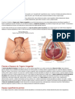 Resumo Anatomia Períneo