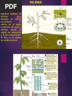 Elementos Traqueales