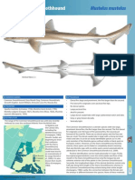 Common Smoothhound Shark Trust Factsheet