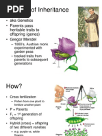 Patterns of Inheritance: - Aka Genetics - Parents Pass Heritable Traits To Offspring (Genes) - Gregor Mendel