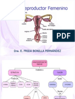 3aparato Reproductor Femenino