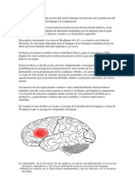 Areas Broca y Wernicke.