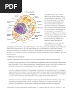 Cytoplasm Animal Cell Function