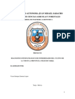 Diagnostico Fitopatologico de Enfermedades Del Cultivo de La Vid en La Provincia Aviles de Tarija