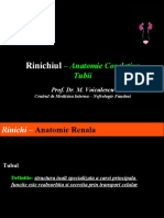 Rinichiul - Anatomie Corelativa - Cont.