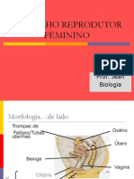 Aparelho Reprodutor - 1 Ano