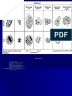 Protozoarios 2