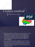 Corteza Cerebral