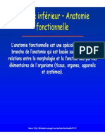 Hanche - Anatomie Fonctionnelle