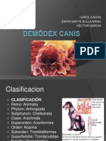 Demódex Canis