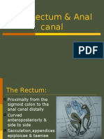 The Rectum & Anal Canal