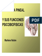 Glandula Pineal y Sus Funciones