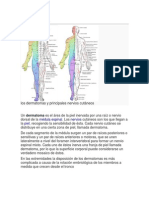 Dermatoma, Miotoma, Metarona - Conexionmes Cutaneas Con Medula Espinal y Organosinculado Con Meridianos