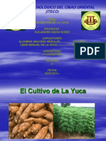 El Cultivo de La Yuca