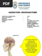 Clase 2 Topografía de La Corteza Cerebral (Parte 1)