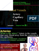 Blood Vessels: Artery Capillary Vein