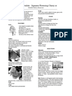 Prunus Serrulata - Japanese Flowering Cherryrrulata