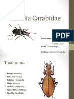 Familia Carabidae