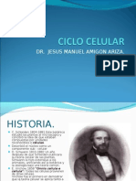 Ciclo Celular