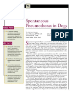 CANINE-Spontaneous Pneumothorax in Dogs