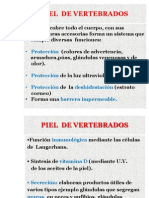 Piel Vertebrados PDF