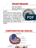 Núcleo Celular PDF