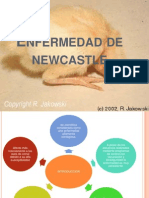 Diapos de Enfermedad de Newcastle