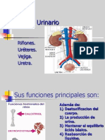 Sistema Urinario