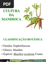 Aula 01 - Botânica e Variedades Da Mandioca